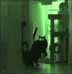 Apo-cat-lypse